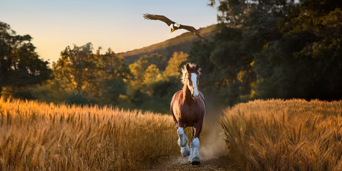 Anunciantes do Super Bowl evitam política em 2026
