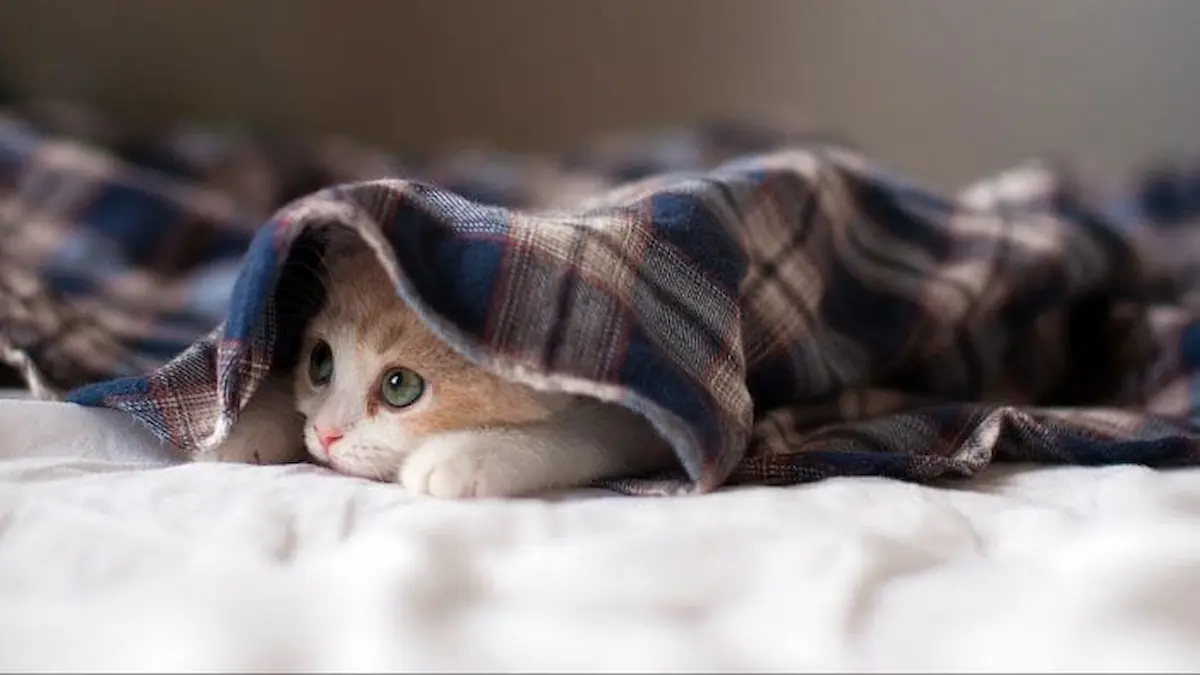 Clima ajuda na saúde de pets: nova iniciativa