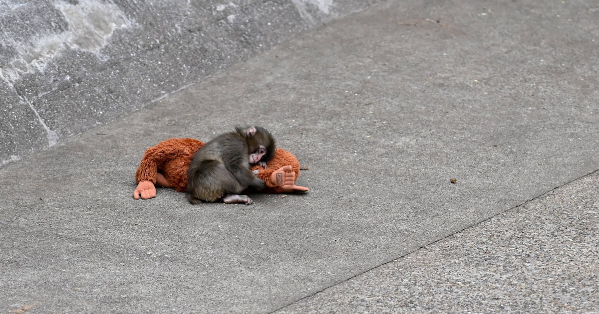 Punch, o macaco que viralizou e impulsionou a IKEA