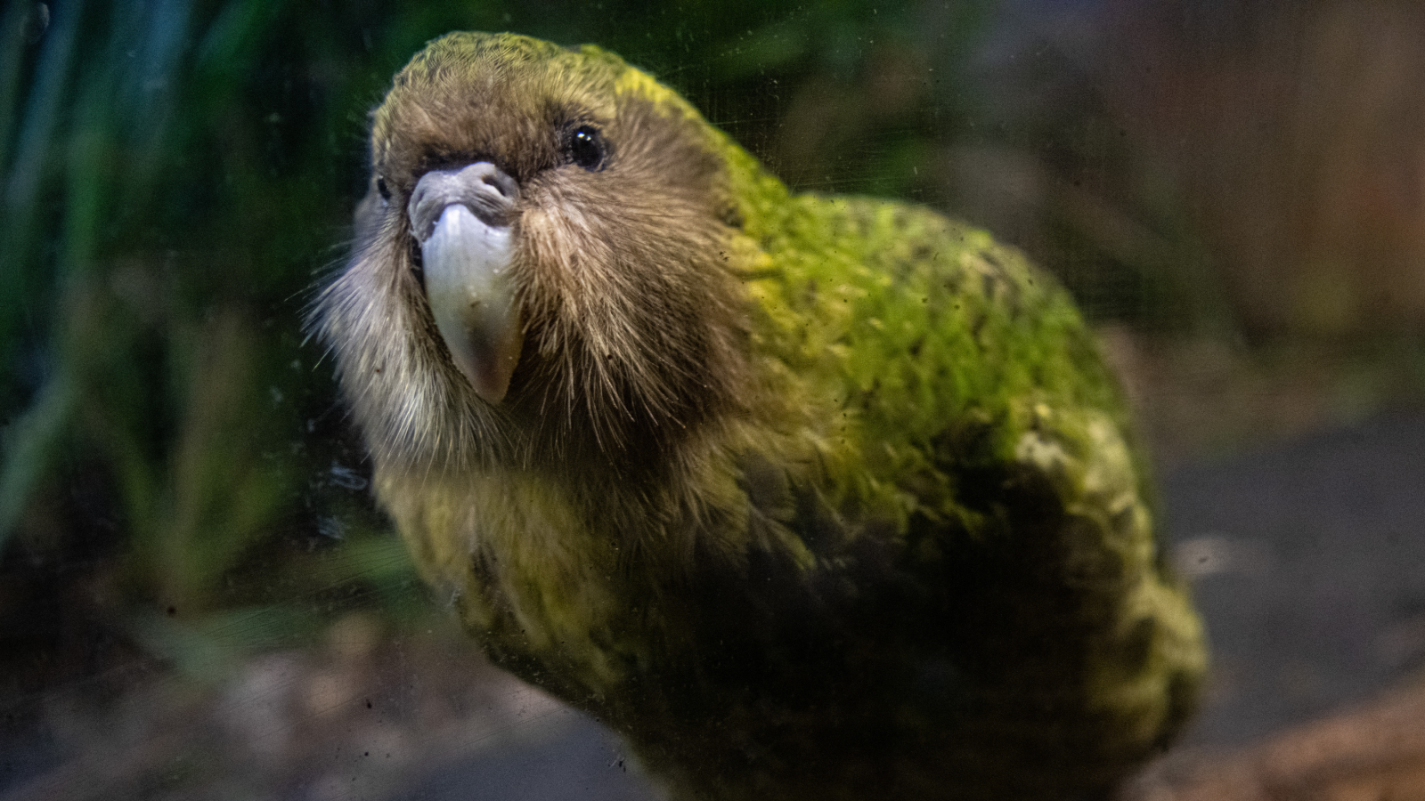 Papagaios kākāpō voltam a se reproduzir após 4 anos